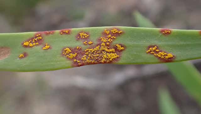 Leaf Infected with a fungal pathogen