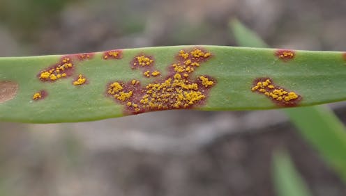 Myrtle rust is devastating Australian forests. A new high-tech spray holds out hope for native trees