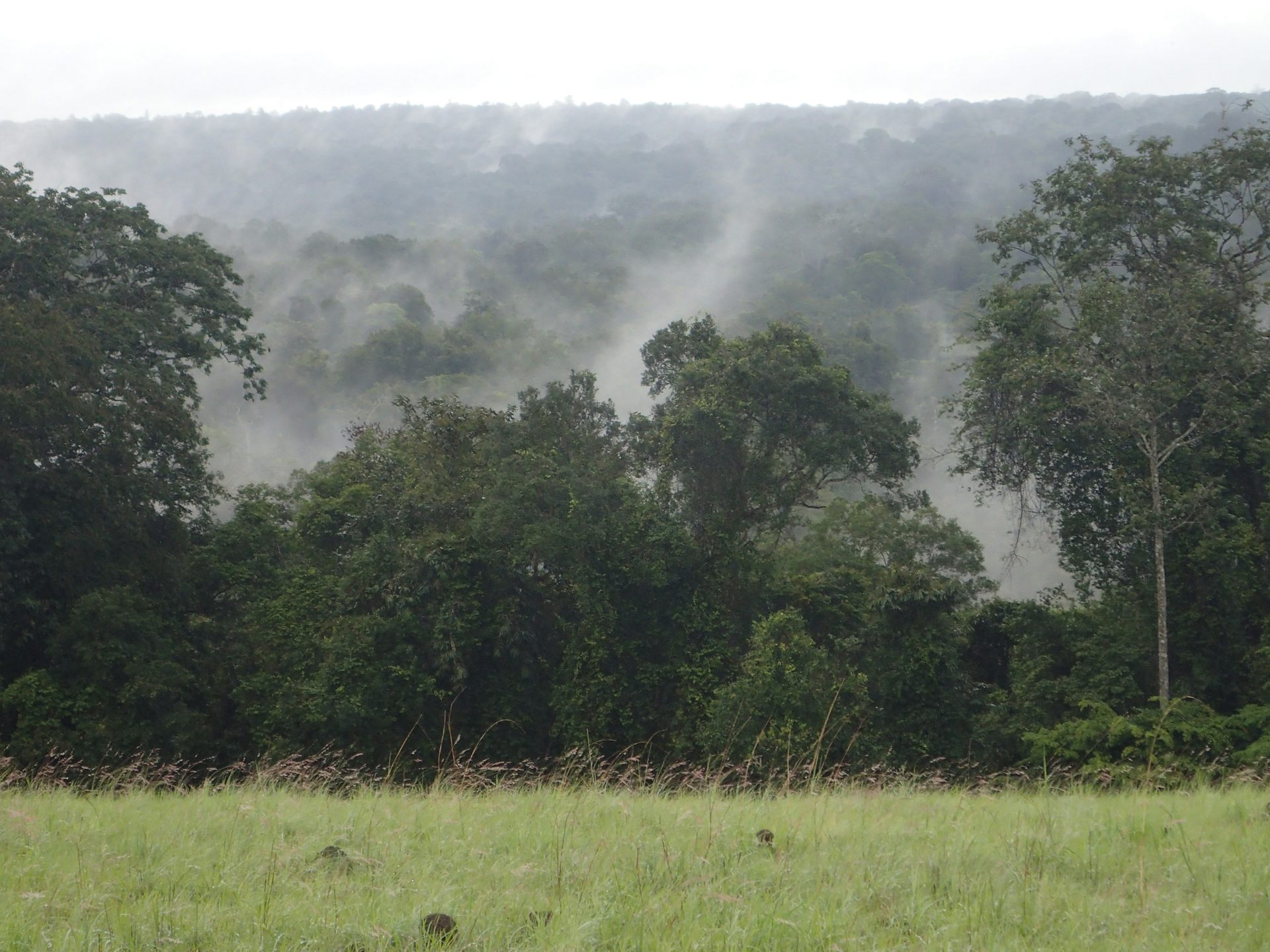 Measuring the invisible: the tough job of calculating the carbon stocks and fluxes of a forest