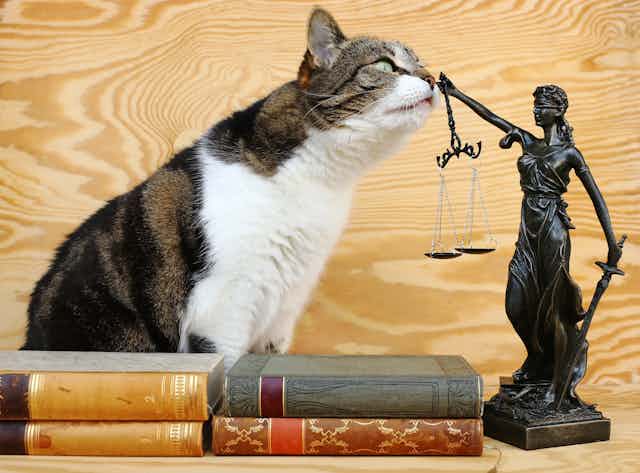  Un chat et une figure de Justitia avec des livres sur fond bois