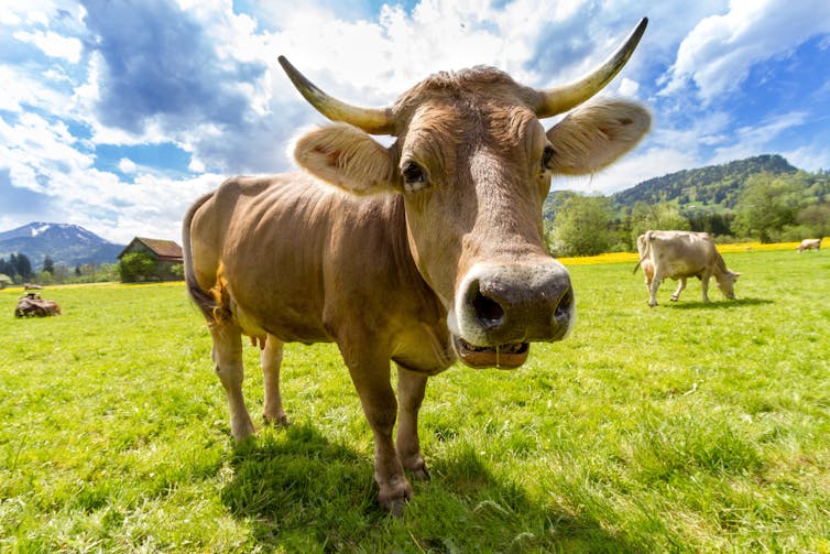 Un vache dans un pré