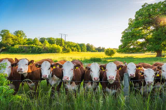 Cows lined up in sunny field