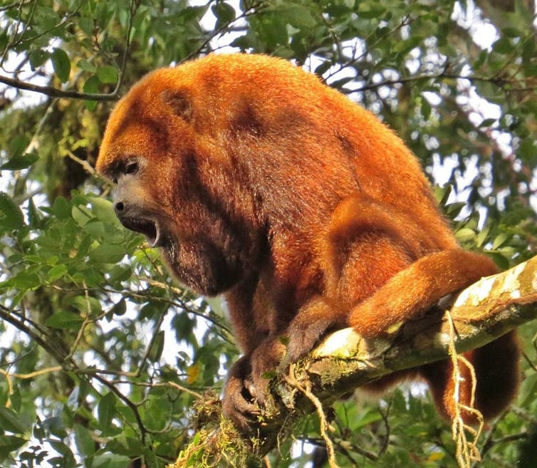 A large orange coloured primate calls from a tree branch.