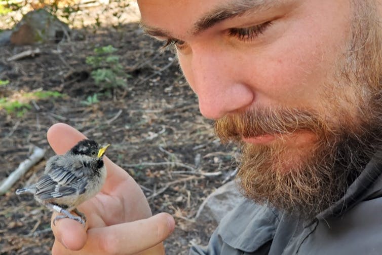 A chickadee sits on a man's finger as the two look at each other.