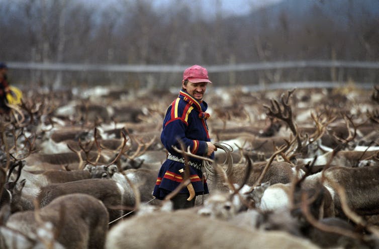 A man in colorful jacket and hat stands surrounded by dozens of reindeer.