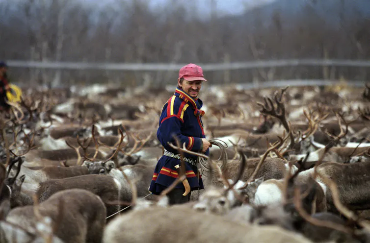A man in colorful jacket and hat stands surrounded by dozens of reindeer.