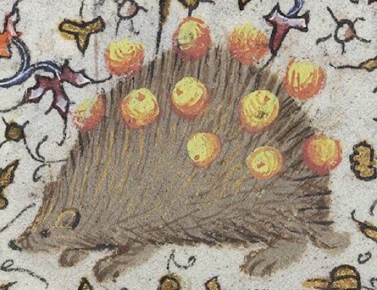 A medieval drawing of a hedgehog carrying food.