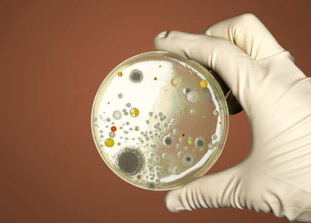 A gloved hand holding a petri dish