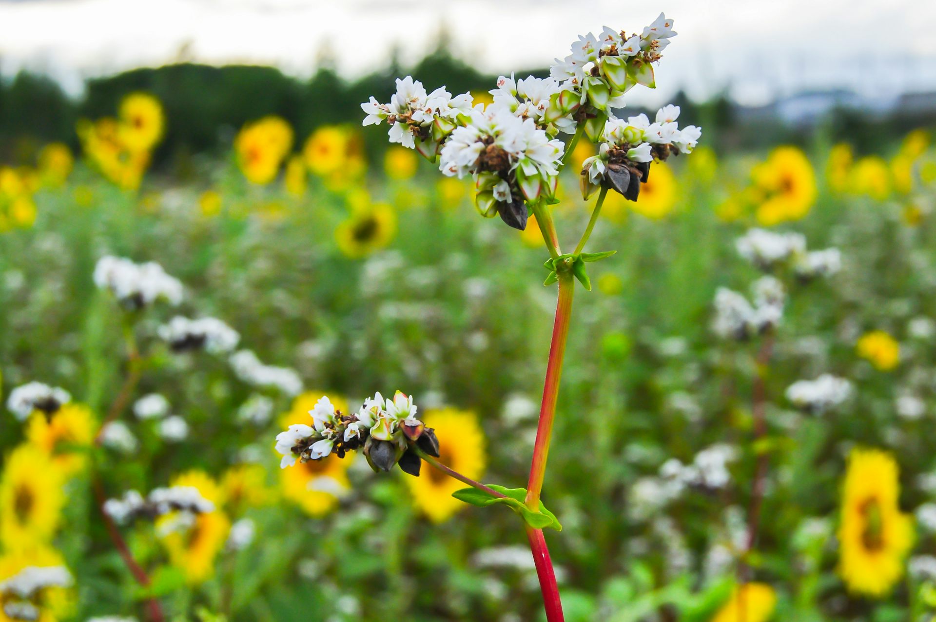 genetically-modified-crops-aren-t-a-solution-to-climate-change-despite