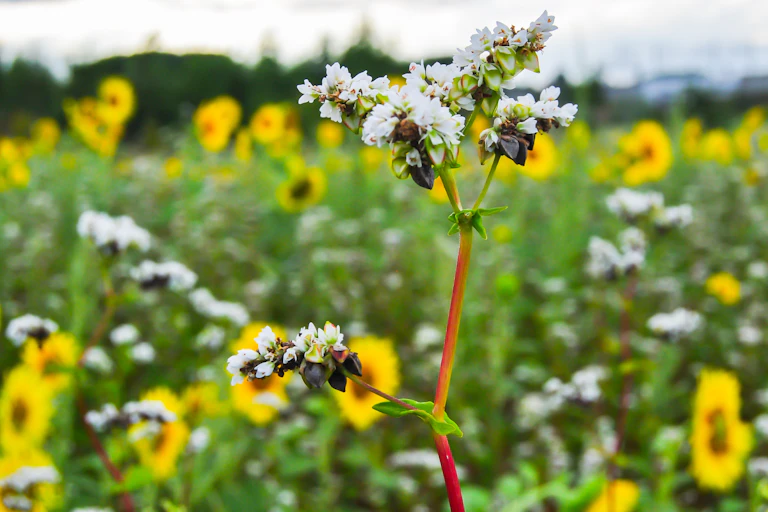 Yellow and white plants in a field.