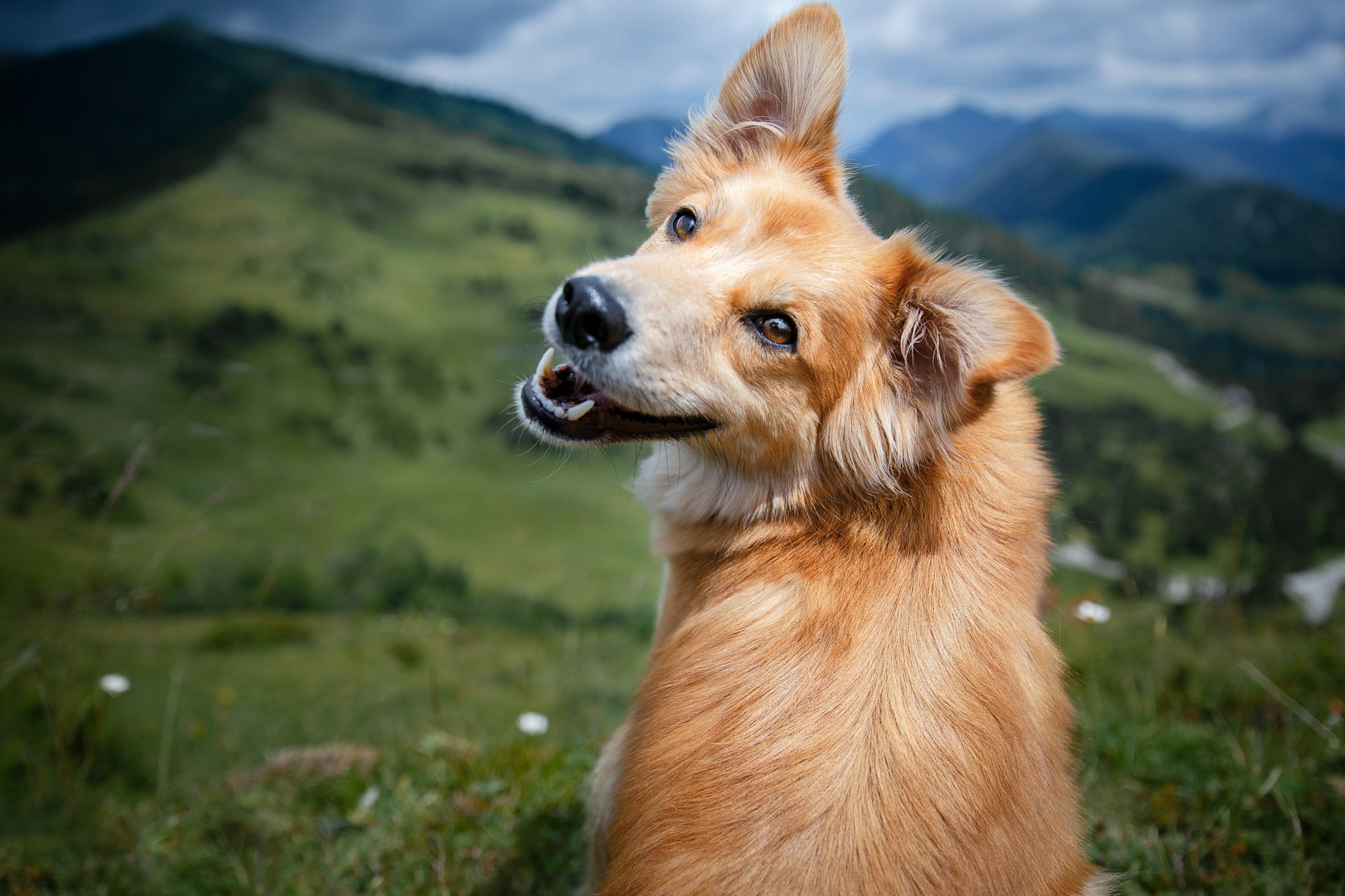 Dog looking at camera with mountains in the background