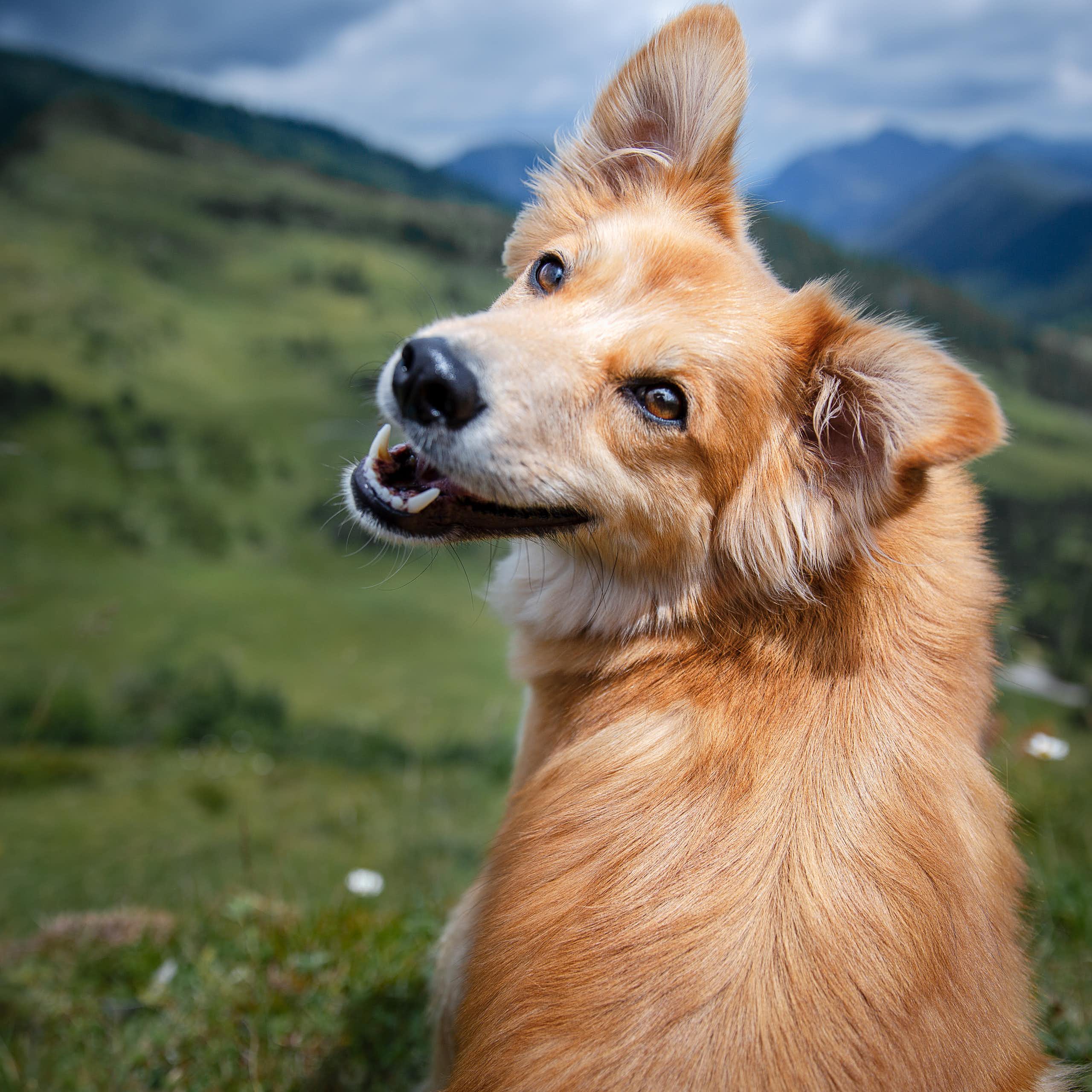 Dog looking at camera with mountains in the background