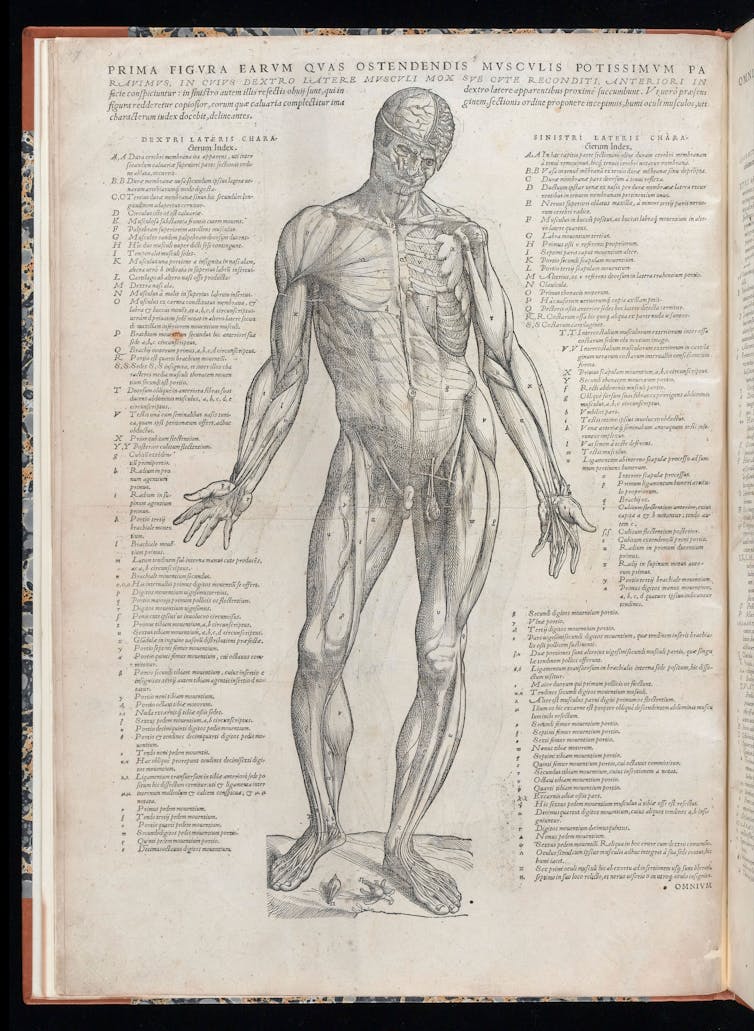 Illustration depicting the musculature of the human body with text identifying each component