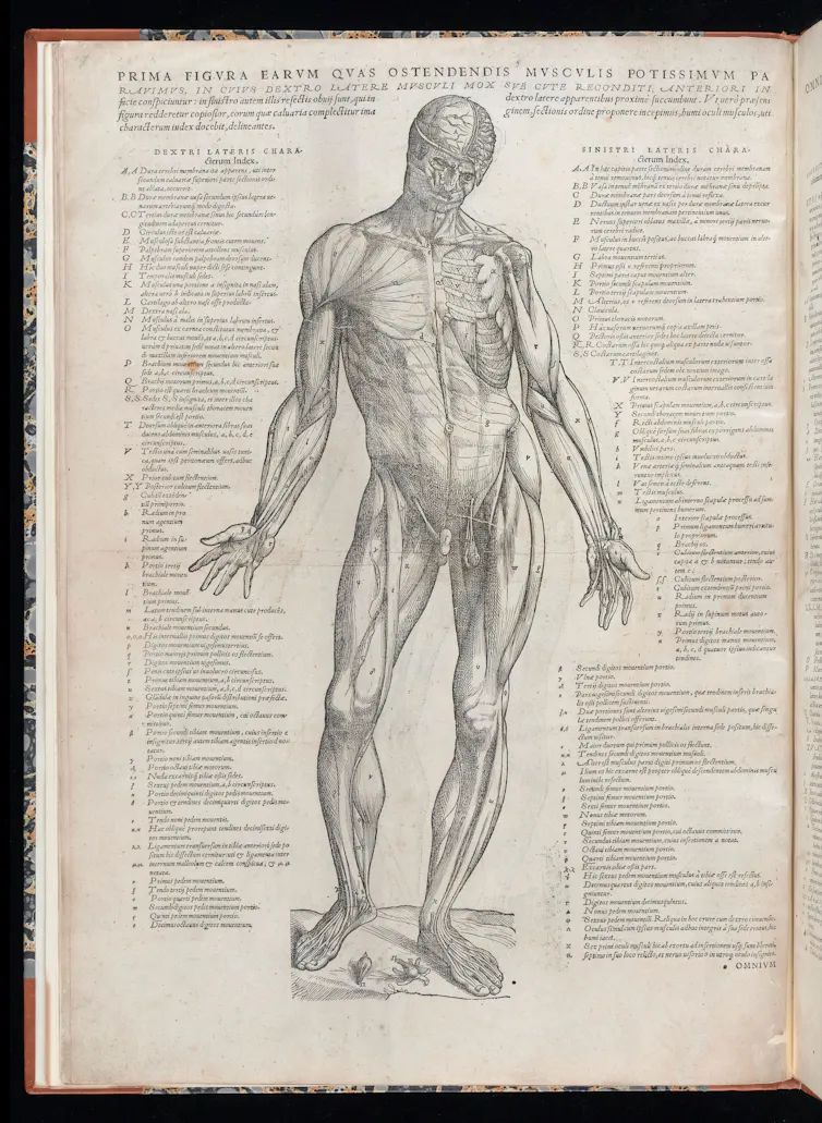 Illustration depicting the musculature of the human body with text identifying each component