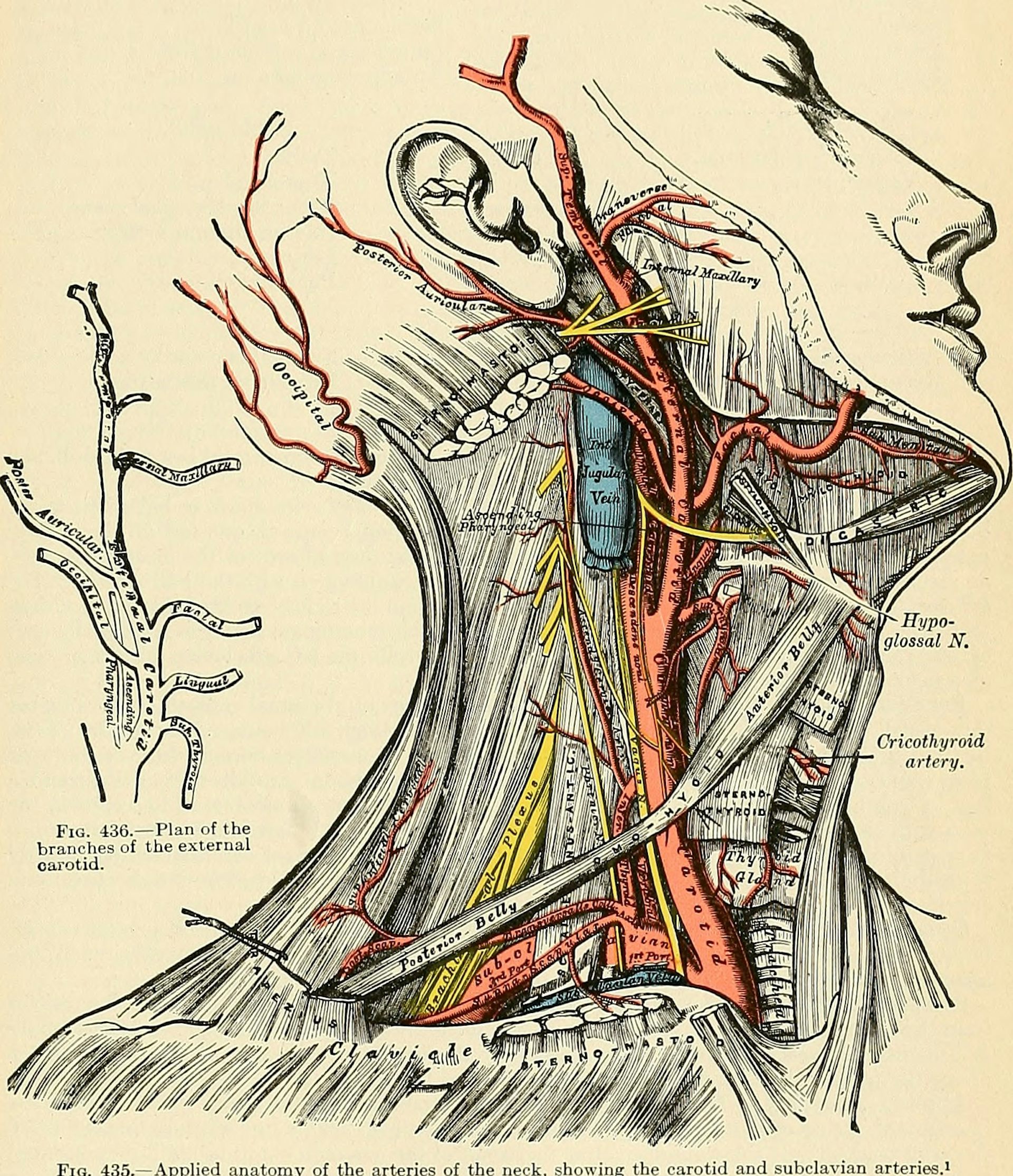 Pictures Have Been Teaching Doctors Medicine for Centuries − a Medical Illustrator Explains How