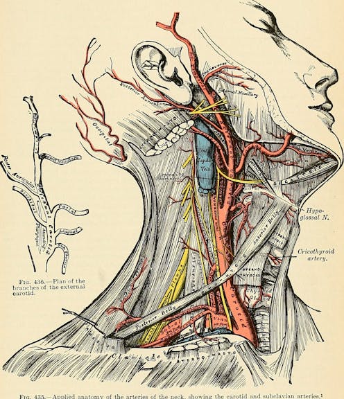 Pictures have been teaching doctors medicine for centuries − a medical illustrator explains how