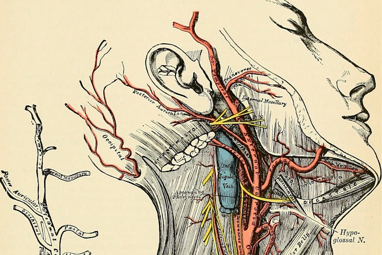 Illustration of the carotid artery in a cross section of a person's neck from the book 'Anatomy, descriptive and applied'
