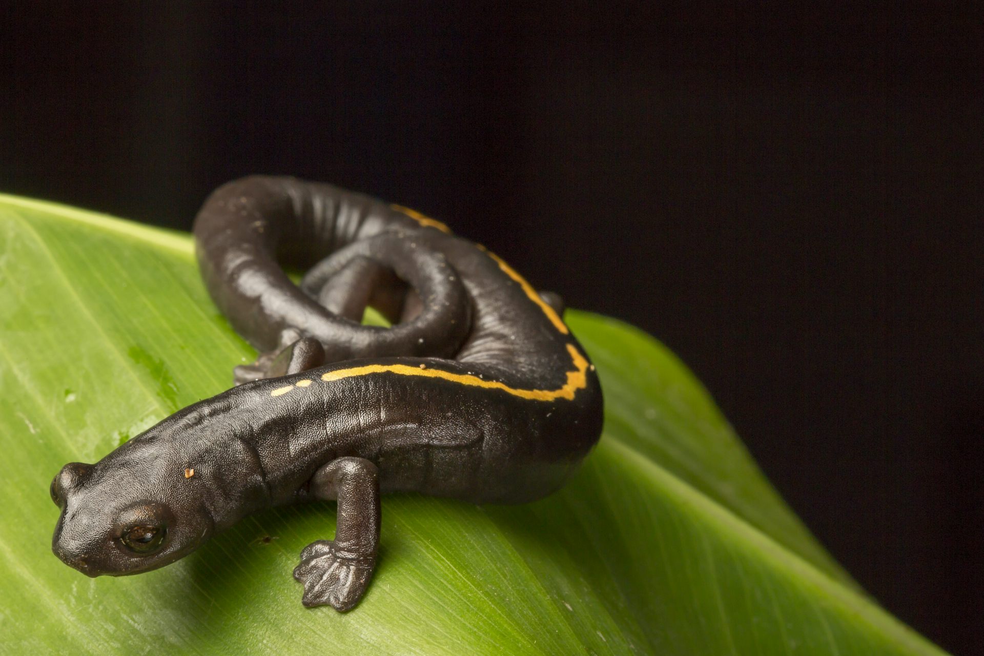 Uma salamandra escura está sobre uma folha, com o rabo enrolado