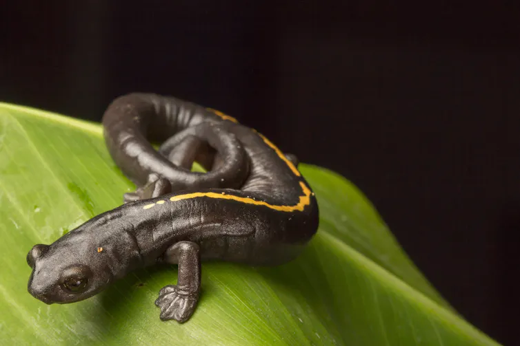 Uma salamandra escura está sobre uma folha, com o rabo enrolado