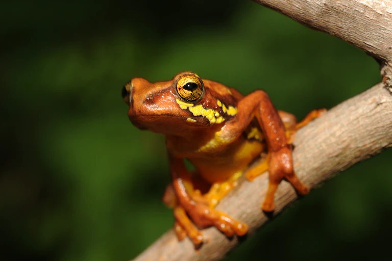 Um pequeno sapo laranja, com manchas amarelas sob os olhos, está equilibrado sobre um galho de árvore