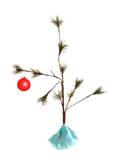 An evergreen sapling with a red decorative ball.