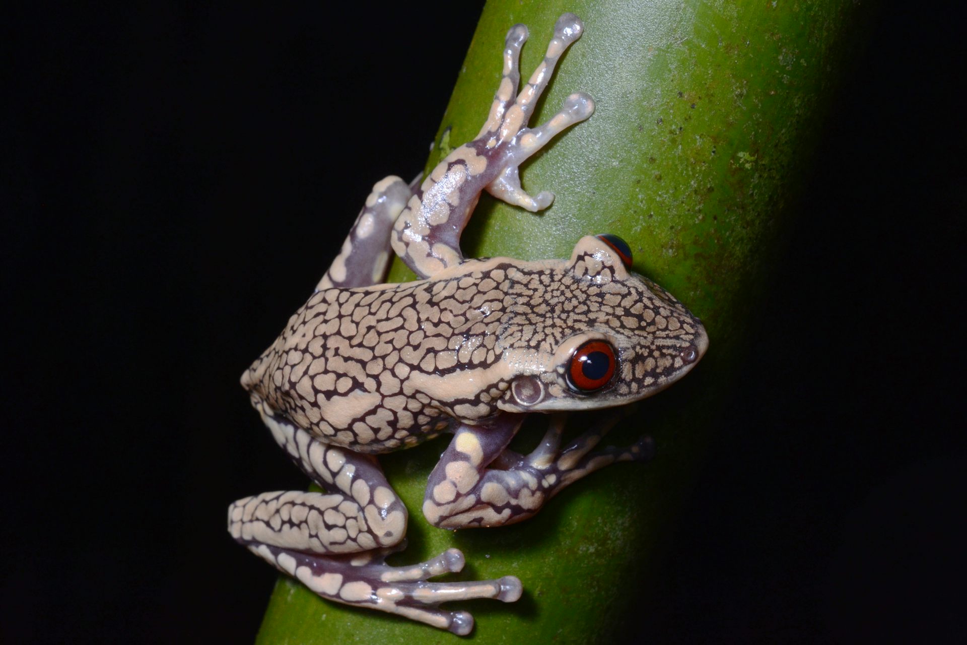 Uma perereca cinza se equilibra sobre um galho verde