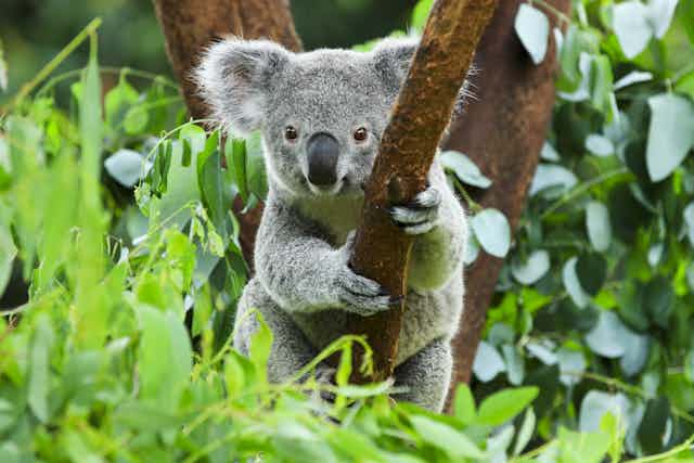 We once killed 600,000 koalas in a year. Now they're Australia's 'teddy  bears'. What changed?