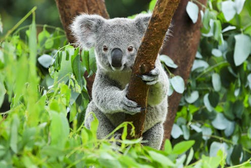 We once killed 600,000 koalas in a year. Now they’re Australia’s ‘teddy bears’. What changed?