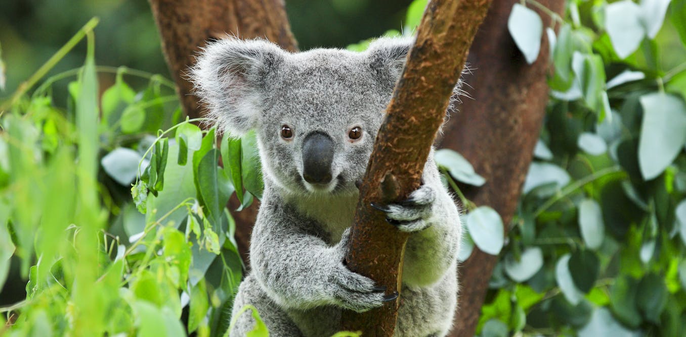 We once killed 600,000 koalas in a year. Now they’re Australia’s ‘teddy bears’. What changed?