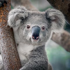 Koalas – News, Research and Analysis – The Conversation – page 1