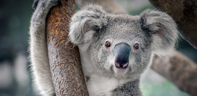 research animal rescue