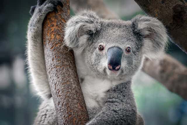 A koala facing the camera, while holding on to a branch or pole