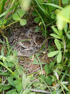 Small bird nests on the ground underneath small green bushes