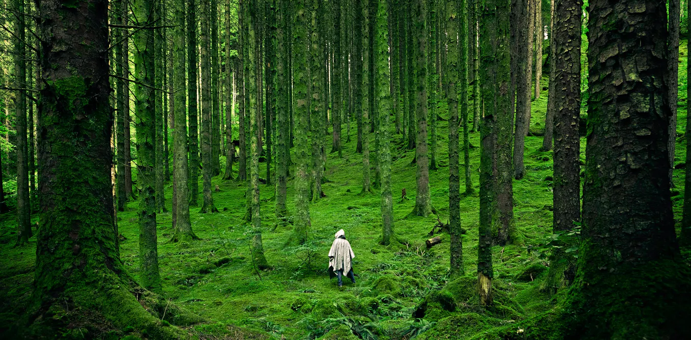 de Noël à la béatitude, la révolution des arbres de Noël à la béatitude, la révolution des arbres