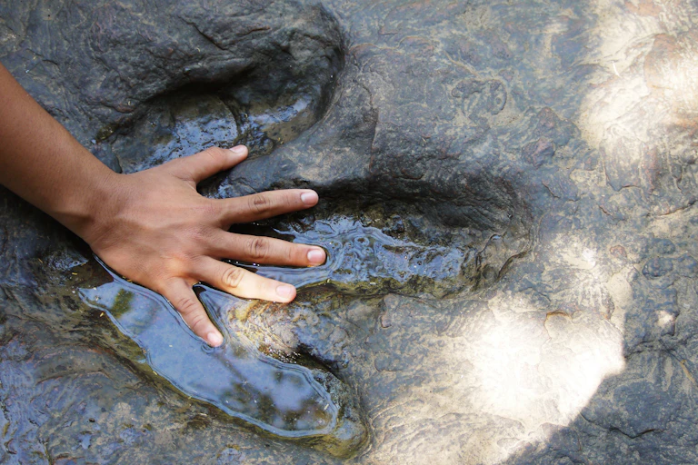 Human hand compared with dinosaur footprint on rock