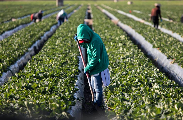 Explotación sistemática: el trabajo migrante enriquece y avergüenza a la agroindustria europea