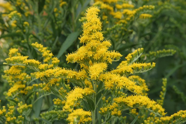 A yellow goldenrod flower, with green leaves.