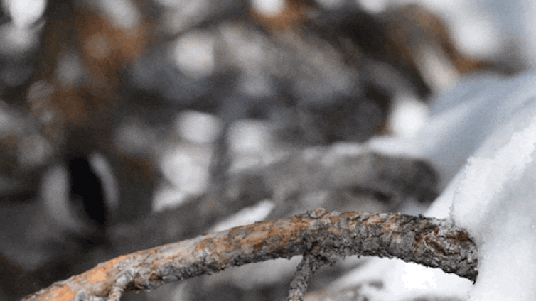 A short GIF video shows tiny grey birds landing on a branch and taking off again