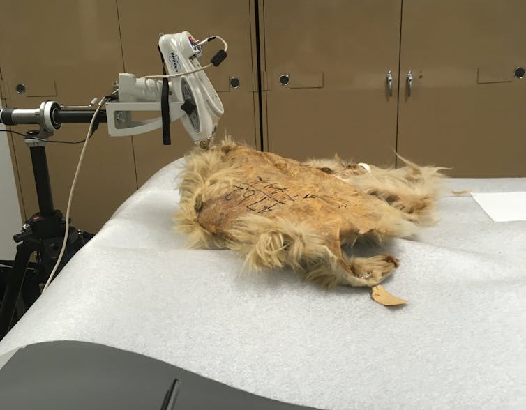 pelt fur-side down on a paper-covered table