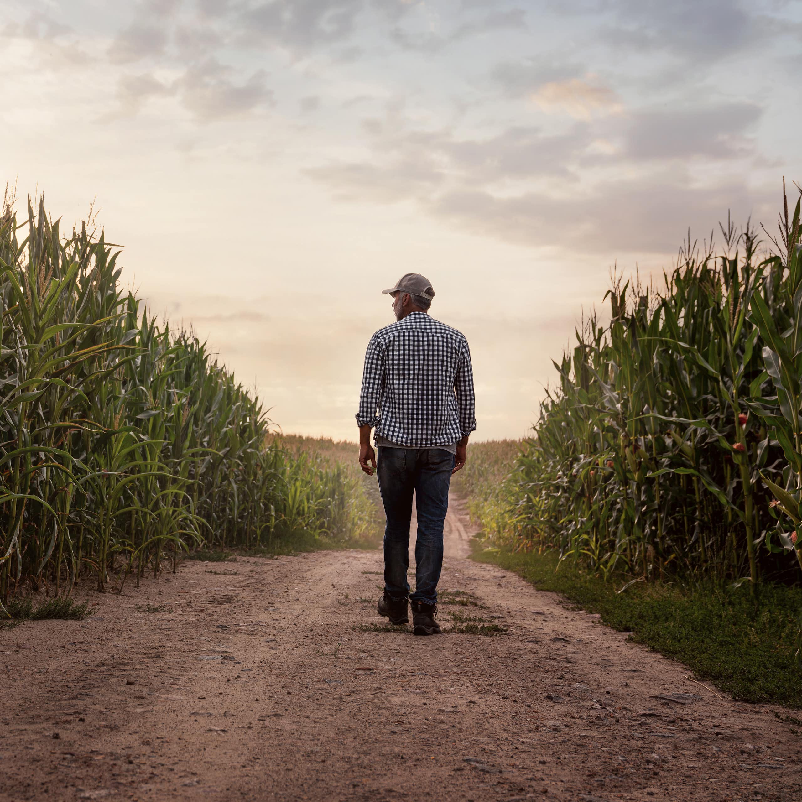 A man in a plaid shirt and jeans walking down a dirt path between fields of corn