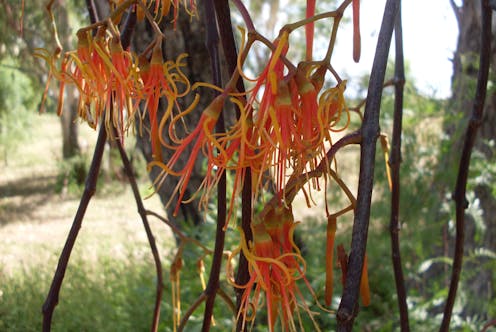 At a time of giving and receiving, our many Australian mistletoes do it too