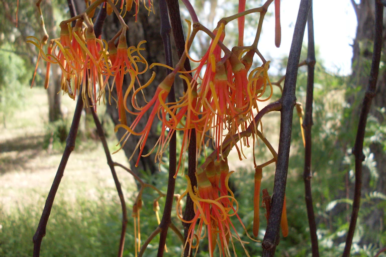 Drooping mistletoe in flower