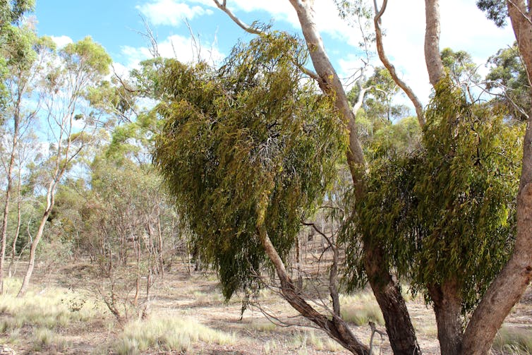 Clumps of mistletoe growing on a eucalypt in the bush