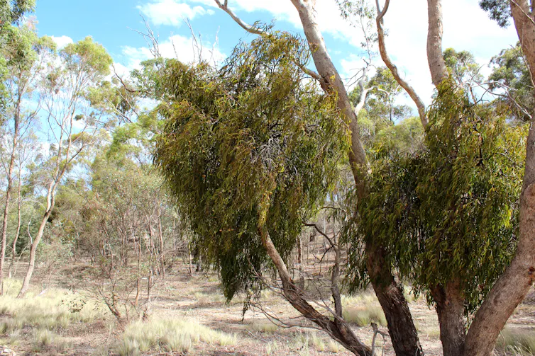 Clumps of mistletoe growing on a eucalypt in the bush