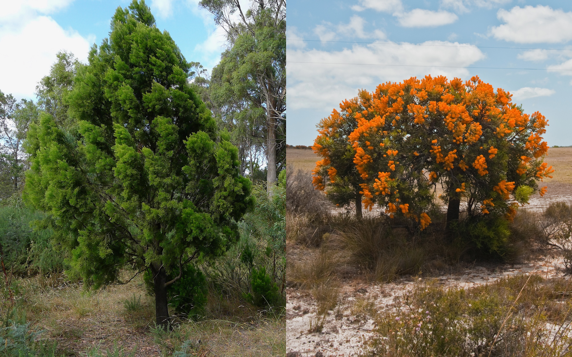 Composite image of the cherry ballart (<i>Exocarpos cupressiformis</i>) and the Western Australian Christmas tree (<i>Nuytsia floribunda)</i>.