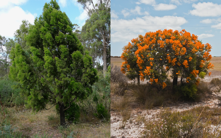 Composite image of the cherry ballart (Exocarpos cupressiformis) and the Western Australian Christmas tree (Nuytsia floribunda).