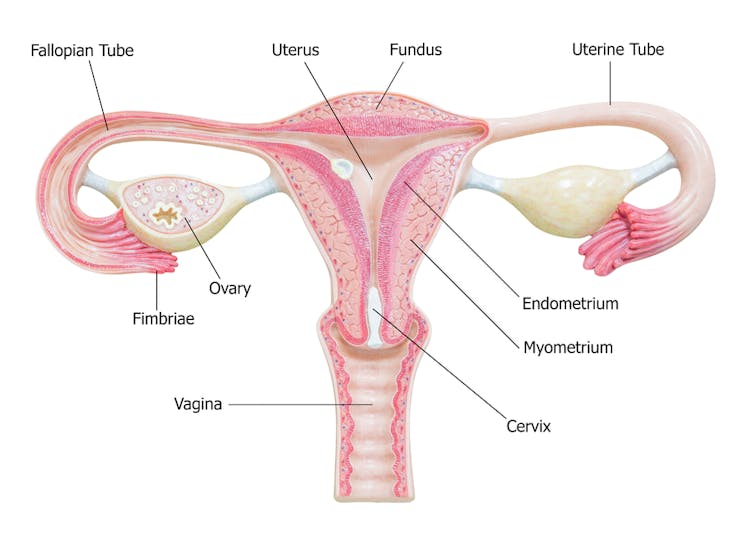Diagram of female reproductive system including the vagina
