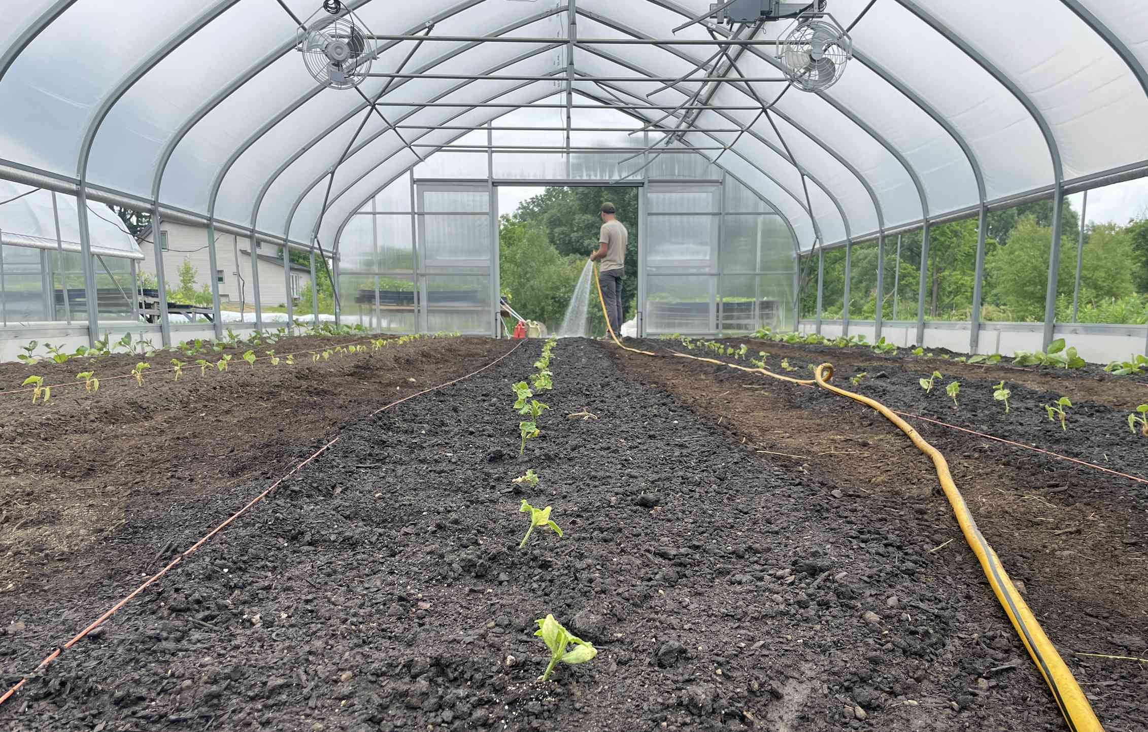 A person watering seedlings in a large greenhouse