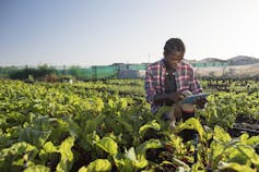 El compromiso de la Conferencia de las Naciones Unidas sobre el Cambio Climático (COP28) de transformar los sistemas agrícolas y alimentarios es un insulto para los africanos