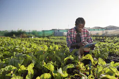 A young farmer uses an iPad to check up on his crops in a field of healthy looking beetroot plants